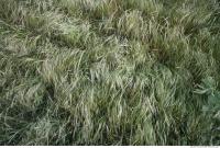 Photo Texture of Grass